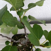 ホワイトイスキア,鉢植え,挿し木,盆栽素材,ベランダの画像