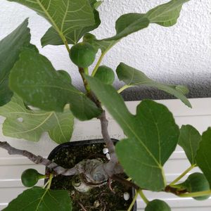 ホワイトイスキア,鉢植え,挿し木,盆栽素材,ベランダの画像
