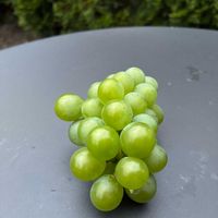 刀豆（ナタマメ）,葡萄 ナイヤガラ,葡萄 ナイヤガラ,カラーピーマン（赤）,畑の野菜。の画像