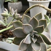 朧月,多肉植物,ネコ好き,多肉中毒,植中毒の画像
