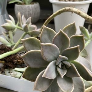 朧月,多肉植物,ネコ好き,多肉中毒,植中毒の画像