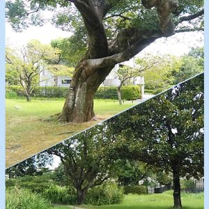 エノキ,コラージュ仲間達,お出かけ先の画像
