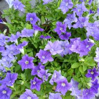 サフィニア,サフィニア プレミアム ブルー,サントリー フラワーズ,花と生きるサントリー,サンフラびとの画像