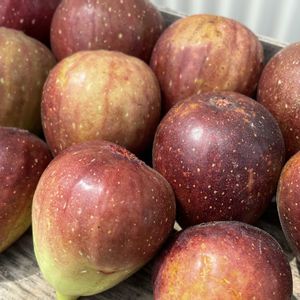キュウリ,イチジク,ブロッコリー,カリフラワー,カボチャの画像