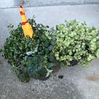 ヒポエステス,ピレア ディプレッサ,多肉植物,観葉植物,ダイソーの画像