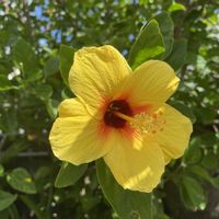 バナナ,沖縄,今日のハイビスカス,幸福の木の花の画像