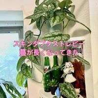 フィカス アフリカンプリンス,スキンダプタス,ワイルド,インドアグリーン,フィカス属の画像