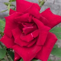 花のある暮らし,今日のお花,花いろいろ,おうち園芸,棚の画像