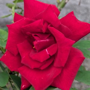 花のある暮らし,今日のお花,花いろいろ,おうち園芸,棚の画像