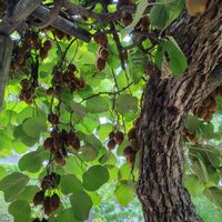 キウイフルーツ,サルナシ,散歩コース,GSに感謝。,植物観察の画像