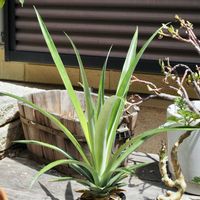 パイナップル,成長記録の画像