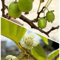 サルナシ,サルナシ,ベビーキウイ,コクワ,今日のお花の画像