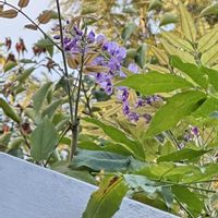 サルスベリ,ムギワラギク,藤の花,ムラサキクンシラン（アガパンサス）,近江八幡市の画像