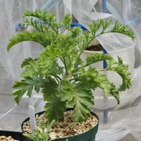 ペラルゴニウム,実生,成長記録,カルノーサムの画像