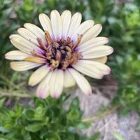 オステオスペルマム,ゲブラ　茜,ゲブラナガトヨ,オステオスペルマム茜の画像