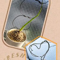 亀甲竜,アフリカ亀甲竜,塊根植物,コーデックス,グリーンのある暮らしの画像