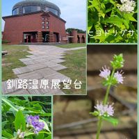 キンロバイ,ミント,ヒバ,キバナコスモス,ヒヨドリバナの画像