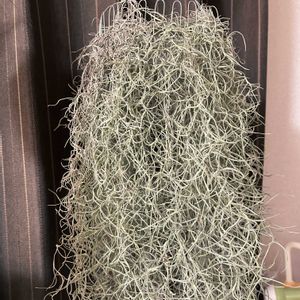 チランジア,ウスネオイデス,エアプランツ,リビング,スパニッシュ モスの画像