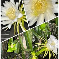 ドラゴンフルーツ,スマホ撮影,おうち園芸,大きな野菜用のプランター,バルコニー/ベランダの画像