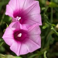 ヨモギ,ホシアサガオ,蔓性植物,ピンク色のお花,天草市の画像