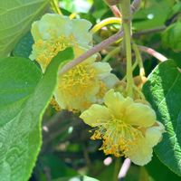 キウイ,キウイフルーツ,キウイフルーツの花,いつもありがとう♡,❤️いいね、ありがとうの画像