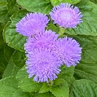 アゲラタム,可憐な花,白い恋人達,明日はきっと良い日になる,水曜日は水色の画像