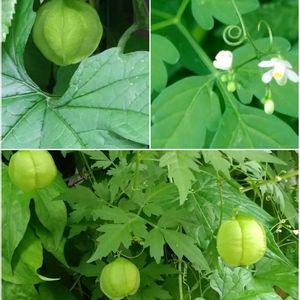 フウセンカズラ,オキナワスズメウリ,ジュズサンゴ,緑のカーテン,実のなる植物の画像
