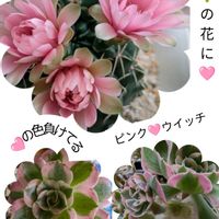 サボテン,アエオ,リビング,ピンクウィッチの画像