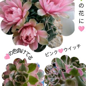 サボテン,アエオ,リビング,ピンクウィッチの画像