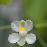フウセンカズラ,フウセンカズラ,フウセンカズラ,フウセンカズラ,ハシカグサの画像