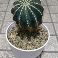 サボテン,マグニフィクス,マグニフィクス,マグニフィクス,マグニフィクスの画像