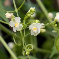 ハートカズラ,フウセンカズラ,ベニシタン,フウセンカズラの花,フウセンカズラの実の画像