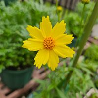 コレオプシス フルムーン,鉢植え,明るい日陰,プランター,ガーデニング初心者の画像