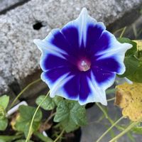 朝顔スノーフレーク,可愛い,種まきっ子,咲いた,癒やしの画像