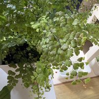 アジアンタム,観葉植物,成長記録の画像