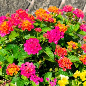 ランタナ,鉢植え,花のある暮らし,旅行先,緑のある暮らしの画像