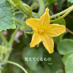キュウリ,花のある暮らしの画像