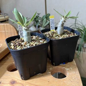 塊根植物,実生,コーデックス,パキポディウム・ビカラーの画像