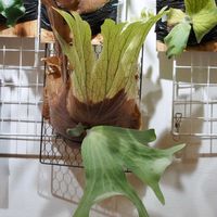 ビカクシダ,ワリチー,成長記録の画像