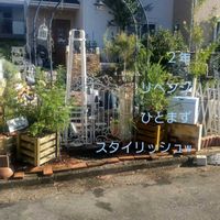 ミモザアカシア,メラレウカ　レッドジェム,グレビレアアルピナ,アカシアブルーブッシュ,グレビレア・ラニゲラの画像