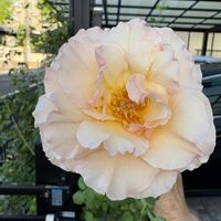 フウセンカズラ,フウセンカズラ,バラ ボレロ,バラ ボレロ,バラ   プリンセスドゥモナコの画像