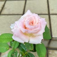 夜香木,ナイト ジャスミン,ニラの花,バラ イングリッドバーグマン,バラ　シュンサンの画像