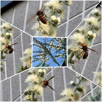 ユーカリ,ユーカリ,ユーカリの蕾,ユーカリのお花,ユーカリの花と蜂の画像