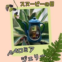ポリシャス,ぺぺロミア,観葉植物,癒し,花のある暮らしの画像