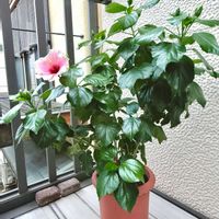 ハイビスカス,ハイビスカス　グレイス３,美しい,やっと咲いた〜♡,花のある暮らしの画像