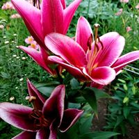 カサブランカ,ナデシコ,ハギ,オオハンゴンソウ,黄花秋桜（きばなこすもす）の画像