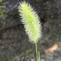 エノコログサ,お出かけ先にての画像