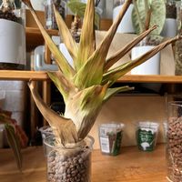  ネオレゲリア,観葉植物,ハイドロカルチャー,パイナップル科,ネオレゲリアの画像
