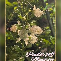 サガリバナ,植物園,皆様にありがとう♡,G,Sの皆さんに感謝,白い水曜日♡の画像