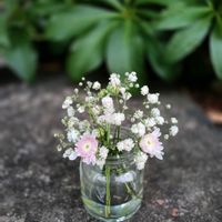 カスミソウ,カスミソウ,キク,キク,花のある暮らしの画像
